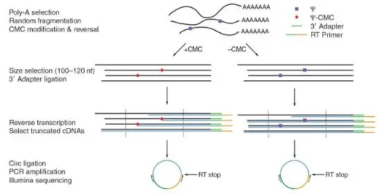 假尿苷（Ψ）修飾研究：Ψ-seq、BID-seq、BACS與納米孔技術(shù)的全面對(duì)比