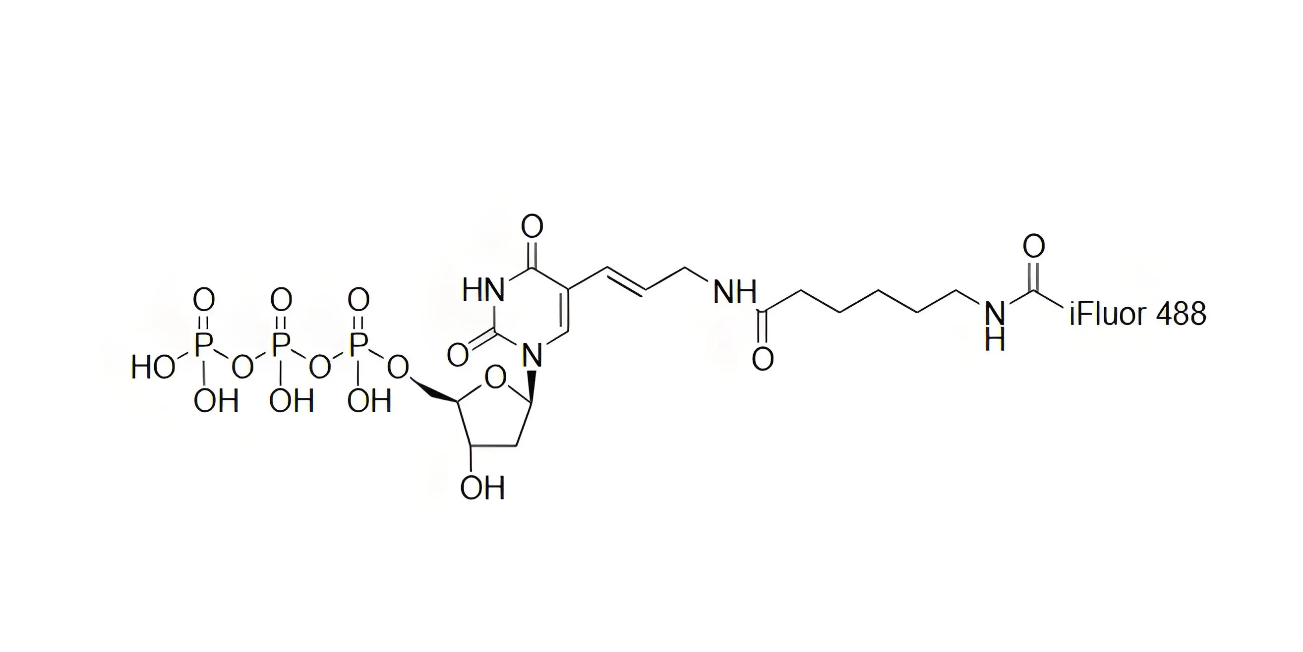 iFluor488-dUTP，iFluor488-脫氧尿苷三磷酸在dsDNA標(biāo)記中的應(yīng)用